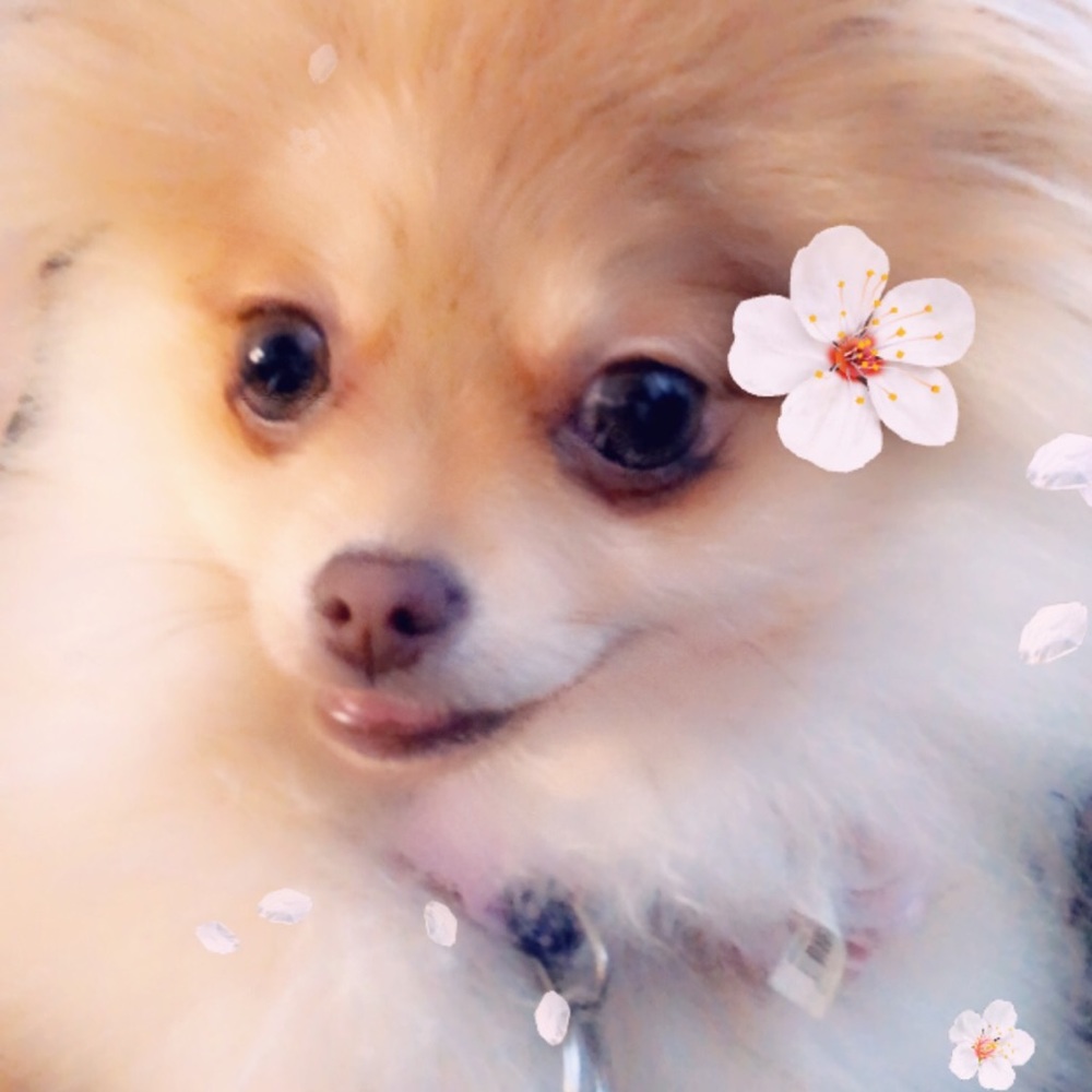 Meet your Posher, Lulu